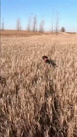 A Pudelpointers FIRST Pheasant Field Exposure