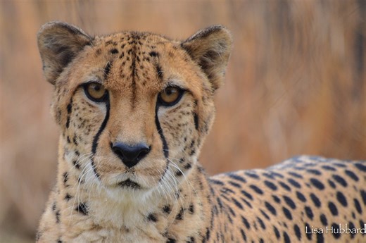 Remembering Tommy T: A Cheetah Ambassador Who Inspired Generations - Cincinnati Zoo & Botanical Garden