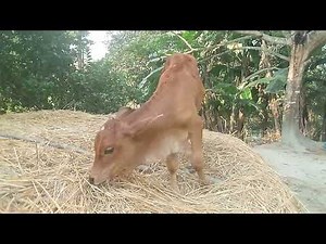 Adorable Calf Standing on a Haystack Eating Straw | Pure Village Farm Life