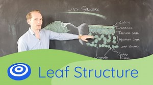 Leaf Structure - GCSE science, Biology (9-1)
