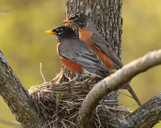 What's the Difference Between a Male vs. Female Robin? How to Tell Them Apart