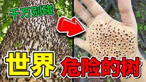 全世界最危险的树，碰一下轻则皮破血流，重则全身瘫痪性命难保_世界之最Top_哔哩哔哩_bilibili