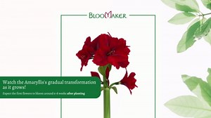 Bloomaker 10 Pack 'Red Lion' Amaryllis Bulbs, Vibrant Red Blooms, Easy Planting and Easy Growing, Flower Bulbs for Home or Garden, Beautiful Blooms, Stunning Floral Display