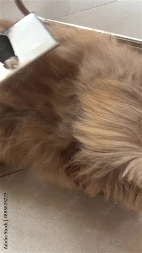 comb the dog Owner's hand brushing her cute shadding dog's hair with a comb. Pet care and groom.