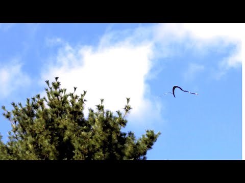 Slow-motion video of a flying snake in side view 6 (2019)