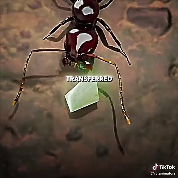 Why you shouldn't spray ants🤔 #zackdfilms #educational #didyouknow