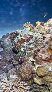 1.7M views · 47K reactions | It’s amazing watching the octopus change colors to match its surroundings | I Love The Ocean | Facebook