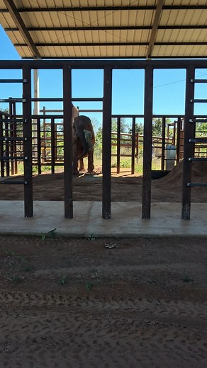 While the Asian elephants tend to approach and snack gently on their hay (except for maybe Maia and Guillermina), the African elephants sometimes have their own unique approach to eating their hay. In this video you can see Pupy picking some up and sticking it between her trunk and tusk and holding it for a couple of minutes before eating it. Until now, we’ve not had elephants with tusks. The Asian elephants at sanctuary have tushes, which are small tusk-like protuberances that originate near th