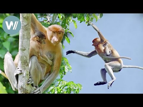 Nasenaffen - Starke Typen im Dschungel | Tiere vor der Kamera (1996) | Folge 32/57