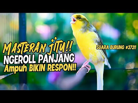 SUARA BURUNG |372| Kenari GACOR PANJANG INI Cocok untuk Masteran KENARI PAUD dan Kenari Macet BUNYI