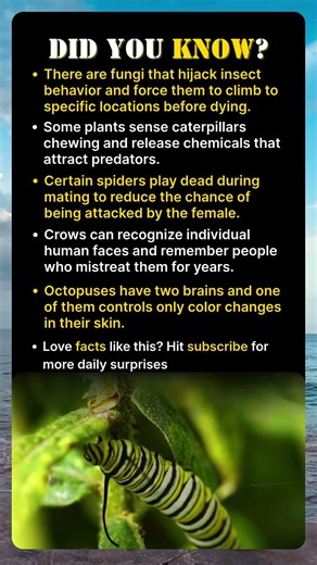 A Fungus Can Control an Animal’s Brain