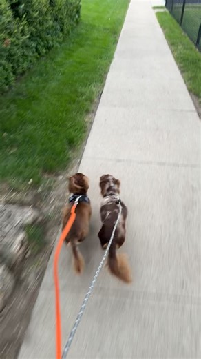 The Weenie Dog Chronicles on TikTok