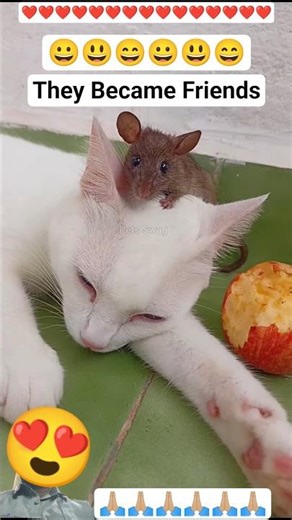 Real Tom and Jerry Friendship 😺 🐭 #cat #cats #dog #dogs #pets #animals​ #viral #trending #funny #yt
