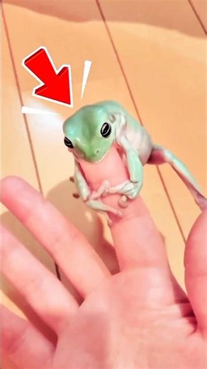 Estas ranas son tan venenosas que pueden matarte con solo tocarlas 😱