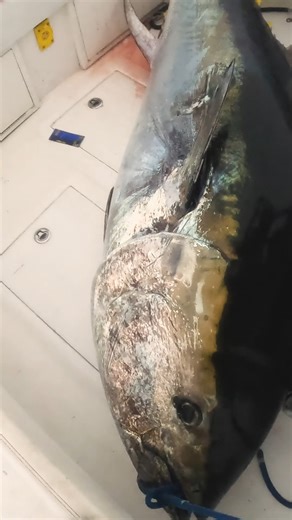 18K views · 320 reactions | Loading a 700lb Tuna in a center Console! #fishing | Coastal WorldWide | Facebook