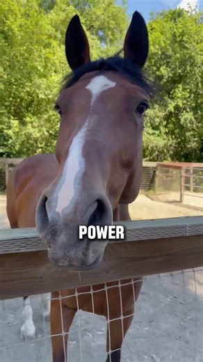 Two Amazing Hanoverian Horse Facts #horse #shorts