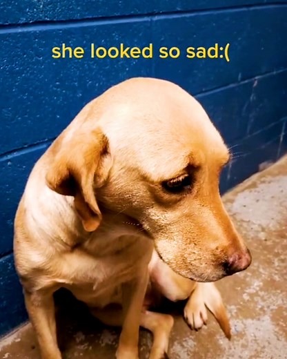 This rescue dog loves going to CrossFit with her dad and won't leave his side when they're at the gym ❤️ | LADbible