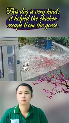 This dog is very kind; it helped the chicken escape from the goose.