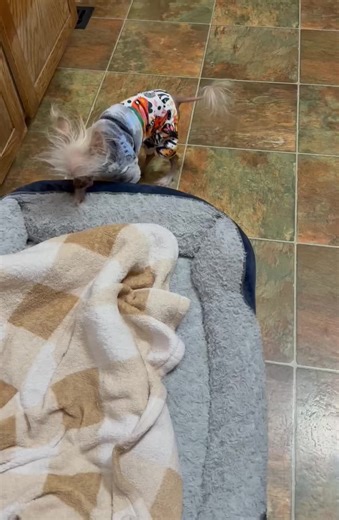 #mrpumpernickel #chinesecrested #hairlessdogs #dogsoftiktok