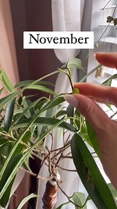 Inflorescence 🪷🌿 Credit @twenty.leaves 🌿 This was a previous reel when I found out this was an inflorescence (cluster of flowers) & it will not produce seeds unless it is pollinated by a specific wasp. So unless you have that type of wasp in your home, it will not do anything but steal energy from your foliage. So my first instinct to toss it was correct. The more you know! Did you know this? #plantcommunity #plantcare #plantknowledge #inflorescence #ficusalii #ficuslove #plantparent | ᒍungle