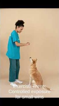 Socialize an Adult Rescue: 3 Short Exercises That Build Confidence