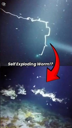Watch This Worm Explode by Itself