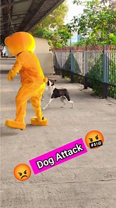 168K views · 5.3K reactions | Danger Dog Attack  #dog #attack #funny #comedy #prank #reels #fbreels #reaction #viral #viralreels | Naughty Boy Lucky | Facebook