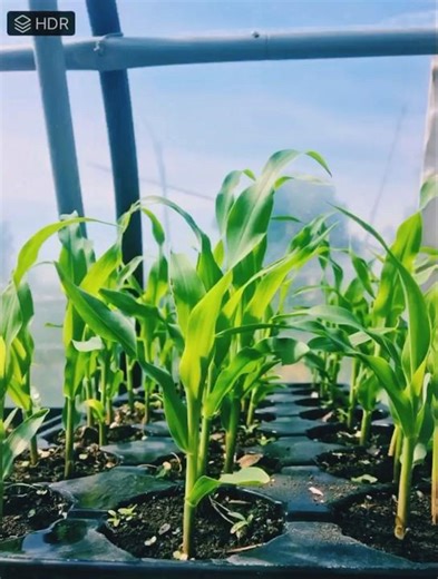 Corn growing timelapse🌽