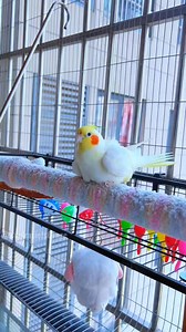70K views · 3.1K reactions | Emerald's shower bliss is just too cute! 列 #cockatielscraze #cockatiel #cutepets #CockatielsCraze #PetCommunity #FunnyBird #Cutepets #PetStars #cockatiel #fyp #creatorsearchinsights #cutealert #PetLovers | Cockatiels Craze | Facebook
