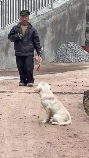 Capybara: The Ultimate Symbol of Peace