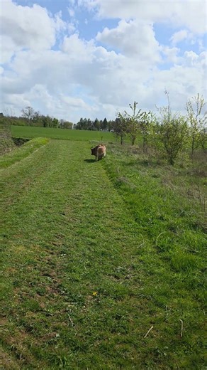 my #GSD pup Paxton reacting to a recall, having retrieved his ball in #Spring #Lincolnshire skies