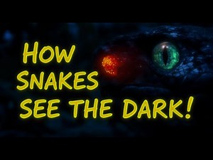 How Snakes See in the Dark