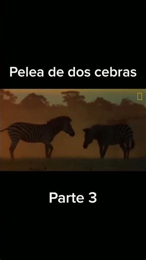 Savage Zebra Fight: Stallions Battle for Dominance in the Wild!