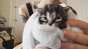 1.8M views · 10K reactions | An oldie but a goodie: purrito time with baby Harissa! 殺 Have you ever seen a kitten so cozy & snug? Harissa was one of my lovely lil fosters in 2016, and you can check in on her now at @valentinandharissa! #stayhome #fosterkittens | Kitten Lady | Facebook