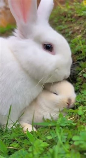 Rabbit Mom Hugging Babies | 兔妈妈温馨抱抱小兔 | 10秒萌宠亲子瞬间 | うさぎ親子愛 #cute#bunny #rabbit