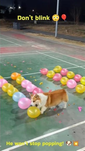 Don’t Blink 😳 This Dog Pops ALL Balloons Nonstop! 🐶🎈 Watch Till The End! 🔥