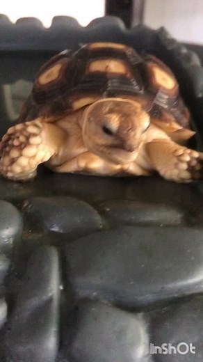 The fatigue is real… #tortoise #turtle #sulcata #reptile #sulcatatortoise #reptiles #tortoises #toocute #kurakura #tortoiselife #trending #funnypets #turtles #tortoiselove #pet #tortoiselover #pardalis #silly #aww #funnyanimalvideos #funny #pets #funnyvideos #animals #torto #fatigue #scream #sulcatalover #yell #lol | Tucker The Tiny Tortoise