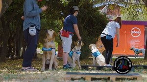 Welcome to Day 1 of the S A Guide-Dogs Pup Games 2021. Today it’s all about obedience. We need your help! Click on this link https://guidedog.org.za/pup-games-2021-meet-the-contestants/ to meet today’s athletes - Simba, Eva and Zulba and donate to help finish their training. | South African Guide-Dogs Association for the Blind