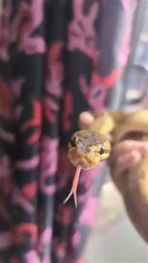 Ball Python Yawn And Tongue Flick Behavior
