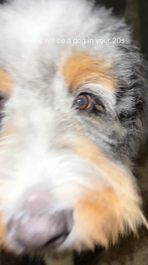 I’ve been told I’m cute #reel #puppy #puppylife #dog #6monthsold #model | Lindsay Hatch