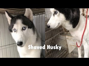 How to shaving Husky in summer?
