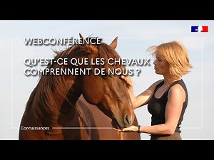 Qu’est-ce que les chevaux comprennent de nous ? - Plotine Jardat