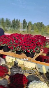 614K views · 9.7K reactions | Beginilah Cara Memanen Bunga Termahal Di dunia #pertanian #bungakrisan #gardening #trikpintar #fyi | Kodam Grow | Facebook