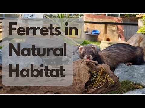 The SERENE Life of Ferrets in their NATURAL Habitat
