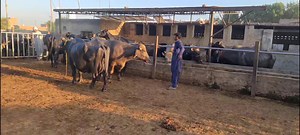 3.3K views · 135 reactions | بارہ سو روپے میں بڑا انعام آپ بھی حاصل کر سکتے ہیں ابھی وٹس ایپ رابطہ کیجئے جیز کیش اینڈ ایزی پیسہ نمبر عزیزالرحمن 03006712672 03358672720 رانا اویس عبداللہ @everyone FRIENDS (TV Show) Words With Friends @friends | Anmol Cattle Farming | Facebook