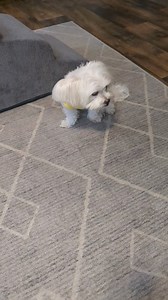 31K views · 4.2K reactions | Update on Roxy Rose  | Roxy Rose's World | Facebook