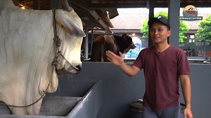 38K views · 752 reactions | Lucu !! Sapi ini mirip panda - Sapi hitam kandang Setia Farm | SETIA FARM | Facebook