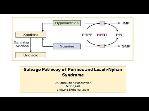 Lesch Nyhan Syndrome || Purine Salvage Pathway || Molecular Biology || Biochemistry