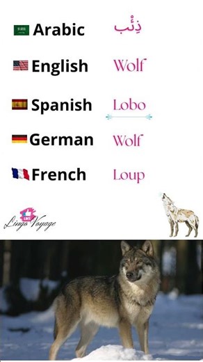 🐺Wolf in English, Spanish, French, German, and Arabic | Learn Animal Names #english #spanish