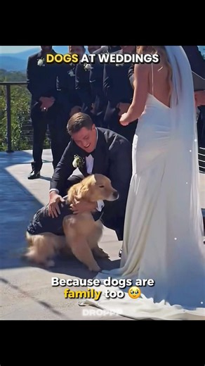The Cutest Dogs at Weddings ❤️🐶